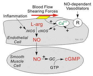 nitric oxide formation and metabolism ... Shift+R improves the quality of this image. CTRL+F5 reloads the whole page.