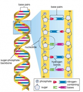 dna base pair