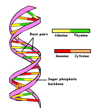 dna double-helix 9