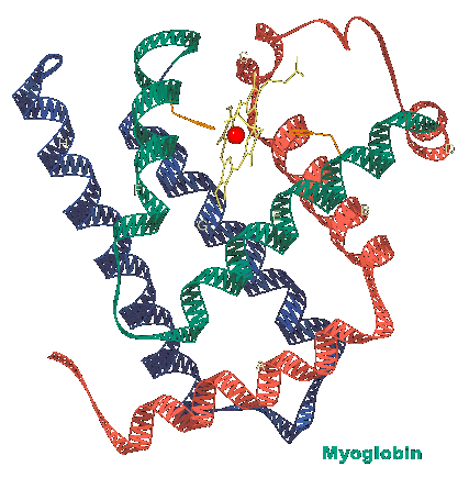 myoglobin 8
