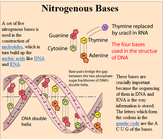 nitrogen base 1