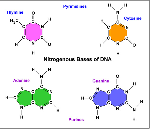 nitrogen bases