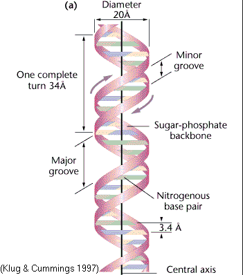 dna groovy hippie