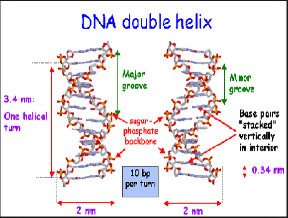 dna joe stack austin