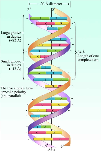 dna picture 1