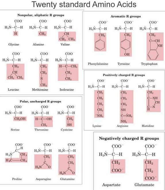 amino acids twenty