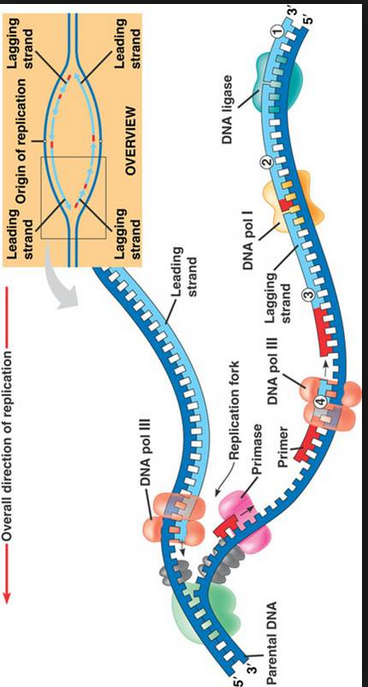 fly zipper dna zipper code