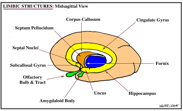 septum septal area of space time on earth surface